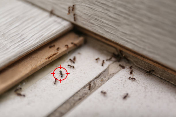 Best Emergency Pest Control  in Fort Pierre, SD