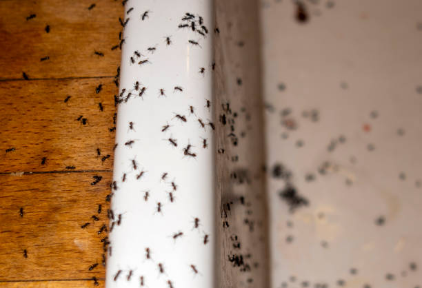 Best Pest Control Treatment  in Fort Pierre, SD