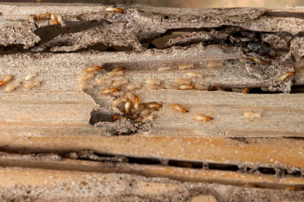 Trusted Fort Pierre, SD Pest Control Experts