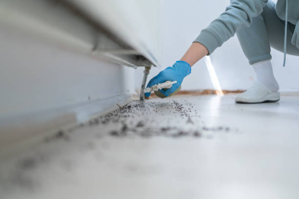 Best Flea Control Services  in Fort Pierre, SD